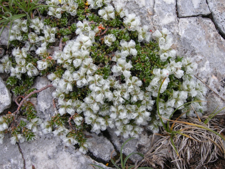Paronychia kapela ssp. kapela / Paronychia della Kapela